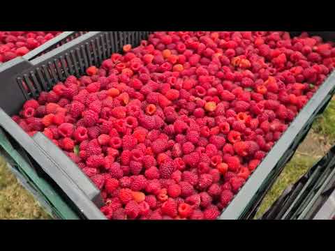 Видео: Скільки можна зібрати малини з 10 соток за один раз???