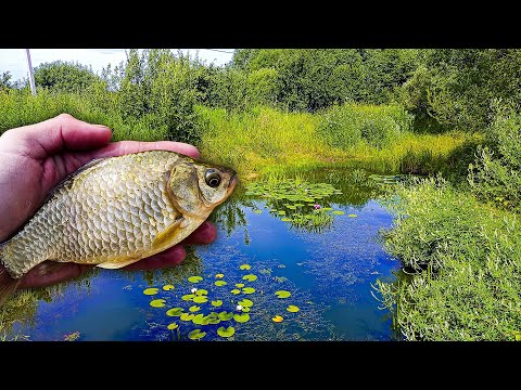Видео: Пруд с нимфеями и карасями летом! Спустя 5 лет!