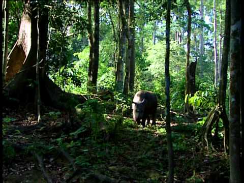 Видео: Исчезающий суматранский носорог