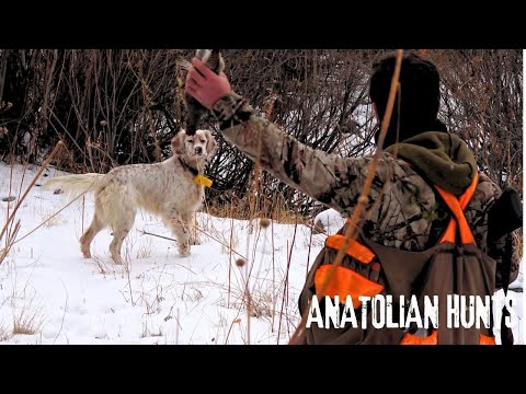 Видео: Охота на куропатку снежным утром |  Настоящая охота