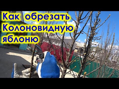 Видео: Как ОБРЕЗАТЬ взрослую КОЛОНОВИДНУЮ ЯБЛОНЮ, которая не формировалась.