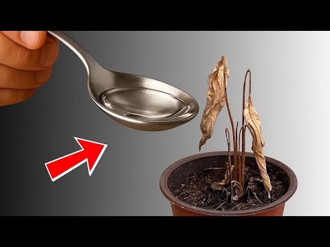 Видео: ВНЕСИ под слабый спатифиллум во время полива и даже жухлый куст оживет, позеленеет