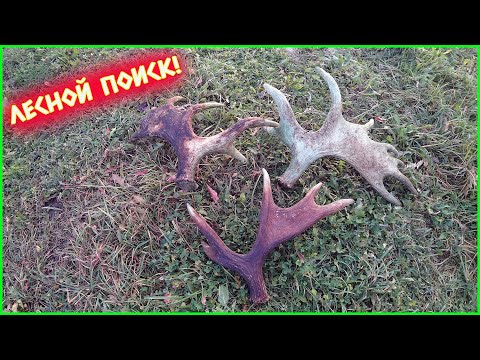 Видео: ЛЕСНЫЕ ТРОФЕИ!! РОГА ЛОСЯ И МЕТАЛЛОЛОМ!