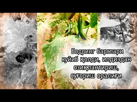 Видео: Бодринг барглари куйиб қолди, илдиздан озиқлантириш, суғориш оралиғи