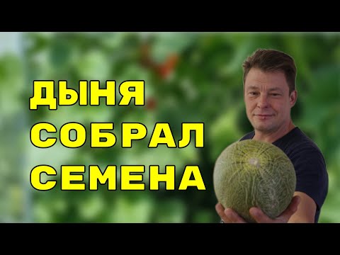 Видео: как я собрал семена дыни, экспериментальный сбор семян, 2022