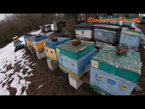 Видео: 19 января - Проверяем ход текущей зимовки.