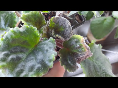 Видео: Чернеют и Сохнут листья на фиалке. Что делать?