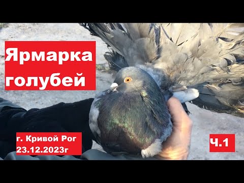 Видео: Ярмарка голубей г. Кривой Рог 23.12.2023. Ч.1