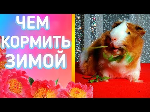 Видео: ЗИМНИЙ РАЦИОН. ЧЕМ Я КОРМЛЮ МОРСКИХ СВИНОК ЗИМОЙ