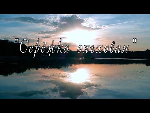 Видео: "Серёжка ольховая"