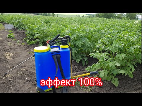 Видео: Лучшее средство от колорадского жука!
Калипсо & Садовник