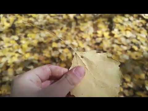 Видео: 23 сентября 2025 г.