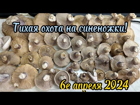 Видео: Всё о синеножках! За грибами 6 апреля 2024 г.первый полноценный весенний гриб! Lepista Saeva!