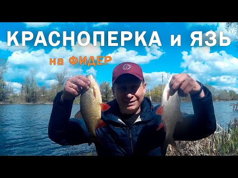 Видео: Рыбалка на ФИДЕР НА РЕКЕ. ЯЗЬ и ОГРОМНАЯ КРАСНОПЕРКА