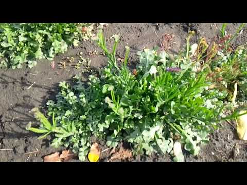 Видео: Огляд рослин на даче