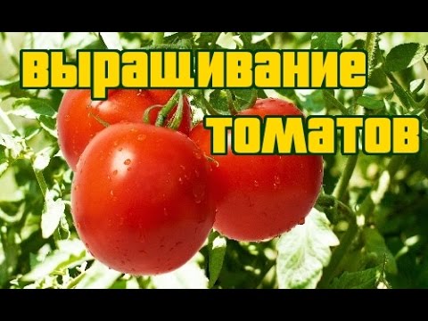 Видео: ВЫРАЩИВАНИЕ ТОМАТОВ (ДЕТАЛЬНАЯ, ПОЭТАПНАЯ ИНСТРУКЦИЯ)