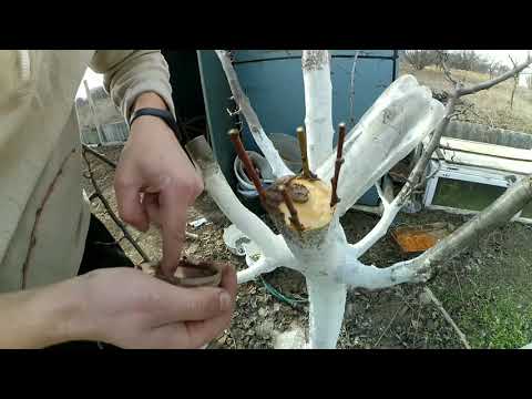 Видео: Неудачная прививка персика на сливу, но не сдаемся продолжение следует...