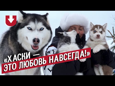 Видео: Наталья и ее 17 хаски (щеночки тоже!)