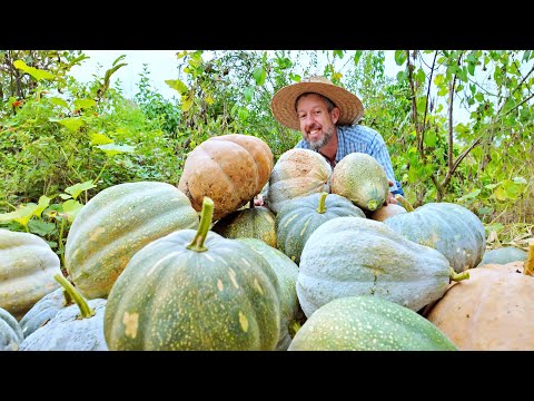 Видео: Посмотрите на все эти странные тыквы, которые мы случайно вырастили...