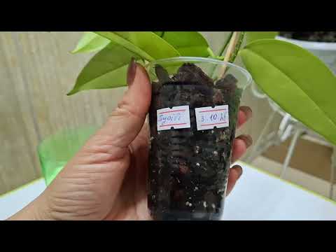 Видео: РЕЗУЛЬТАТИ ВКОРІНЕННЯ ХОЙ  7.11. 2025 . Новинки🤩