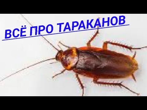 Видео: Всё что вы не знали про тараканов.