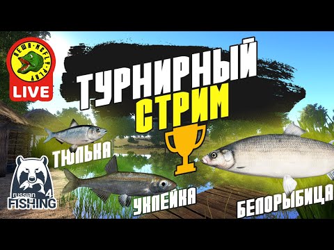 Видео: Турнирный Стрим - РР4 (Стрим - Русская рыбалка 4)