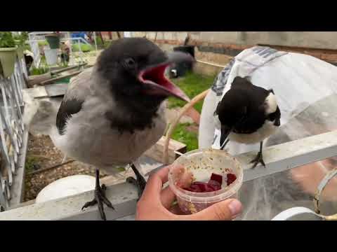 Видео: Птичий пир! Гоша начал разговаривать со мной.