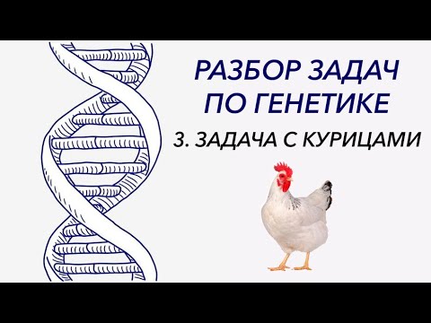 Видео: Разбор решения задачи на дигибридное скрещивание. Задача с курицами.