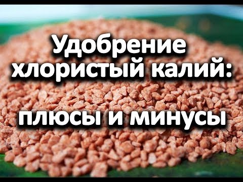 Видео: Удобрение хлористый калий: плюсы и минусы. Как и когда вносить.