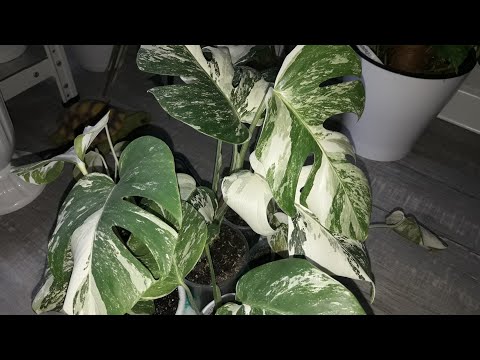 Видео: КОМНАТНЫЕ РАСТЕНИЯ(ЦВЕТЫ).ПОКУПКА.МОИ МОНСТЕРЫ АЛЬБЫ.ОБ УХОДЕ.