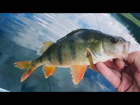 Видео: Микроджиг на озере. Твистер смог! | PSSS-73T в деле.