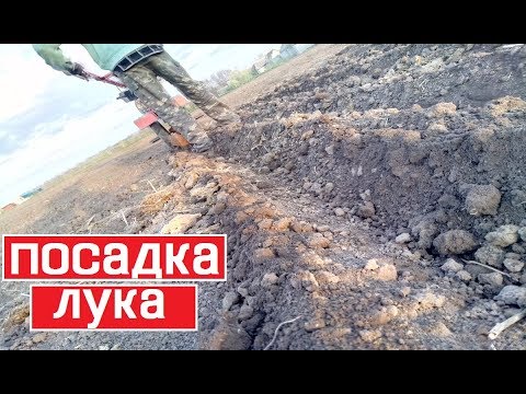 Видео: Посадка лука под мотоблок