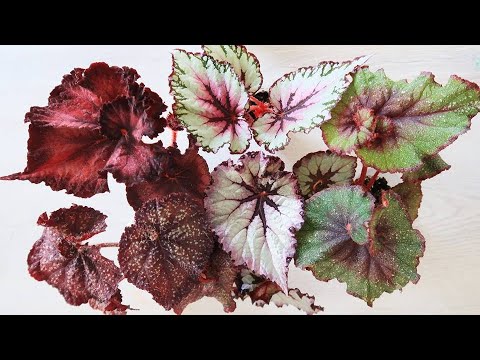 Видео: Как укоренять БОЛЬШИЕ листья Декоративно лиственных бегоний?