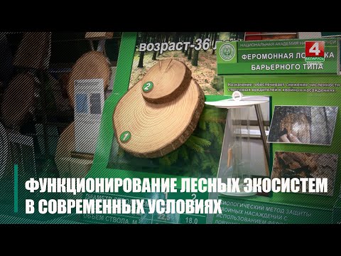 Видео: 95-летие отметил Институт леса НАН Беларуси