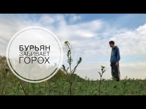 Видео: Бурьян забивает зимующий горох | Горчица месяц после посева