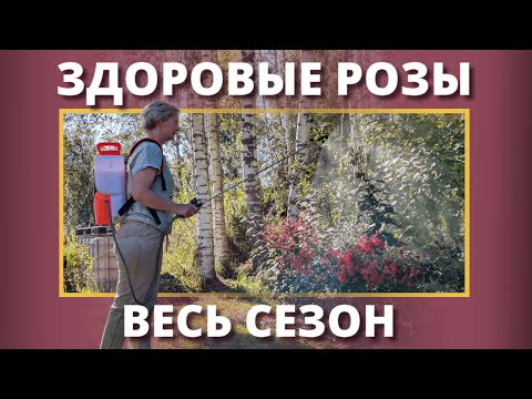 Видео: РОЗЫ БЕЗ БОЛЕЗНЕЙ. Работа над ошибками выполнена на отлично!