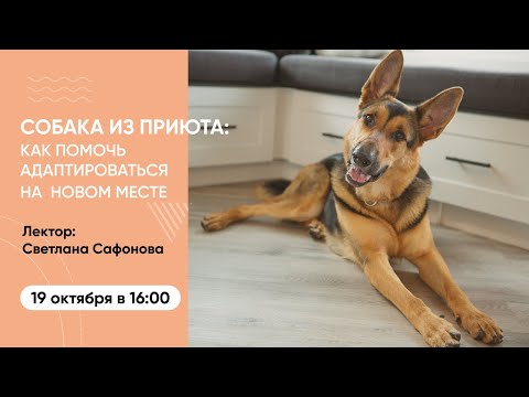 Видео: Вебинар «Собака из приюта. Как помочь адаптироваться на новом месте»