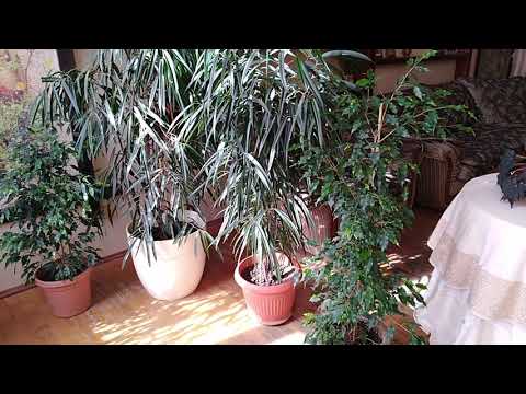 Видео: Комнатные цветы. Фикусы.