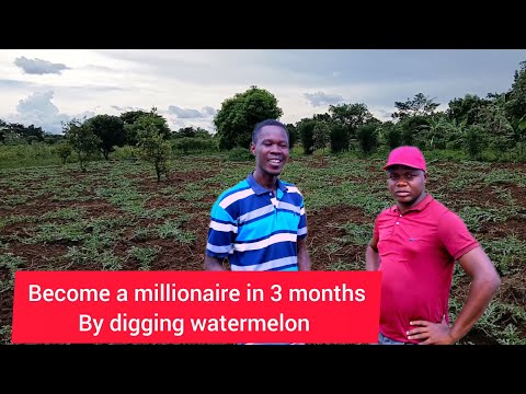 Видео: Молодой фермер рассчитывает получить миллионы от продажи арбузов 🍉
