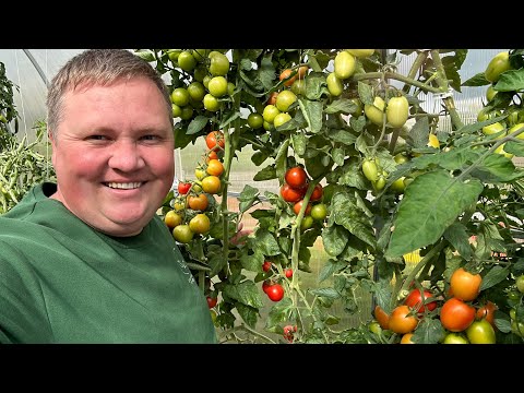 Видео: Собираю урожай! САМЫЙ ВКУСНЫЙ РЕЦЕПТ ЛЕЧО!😍