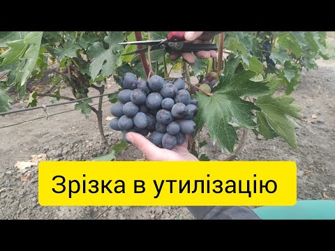 Видео: Виноград пішов на утилізацію 