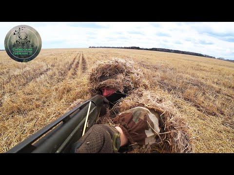 Видео: ОХОТА на ГУСЯ в одиночку , КАК ВСЁ НАЧАЛОСЬ /goose hunting