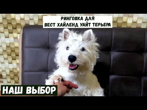 Видео: Ринговка для маленьких пород  собак . ВЫБИРАЕМ РИНГОВКУ / поводок для выставок / #dog #funny
