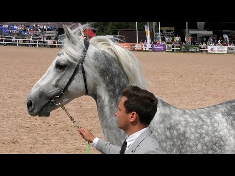 Видео: ОРЛОВСКИЙ РЫСАК ►жеребцы ПРИЗЁР и РЕЗВЫЙ #ИППОсфера 2024 Парад пород