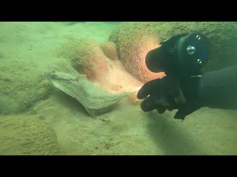 Видео: Прогулка по дну Балтийского моря . Камбала , окунь, Скорпена,  калкан. Май 2020.