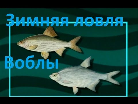 Видео: Диалоги о рыбалке -127- Ловля воблы на стоячую мормышку.