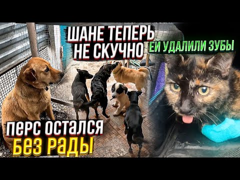 Видео: Перс теперь БЕЗ Рады😱. ЧТО СЛУЧИЛОСЬ? Черепашке удалили зубы. Шаня подружился с остальными собаками😍