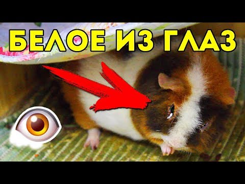 Видео: БЕЛЫЕ ВЫДЕЛЕНИЯ ИЗ ГЛАЗ У МОРСКОЙ СВИНКИ 👁️