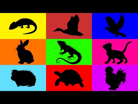 Видео: Домашние животные: кот, кролик, утёнок, морская свинка, ящерица, игуана, курица, черепаха, голубь...