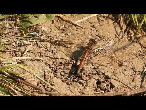 Видео: №5728  18 09 2024  Птенец чомги